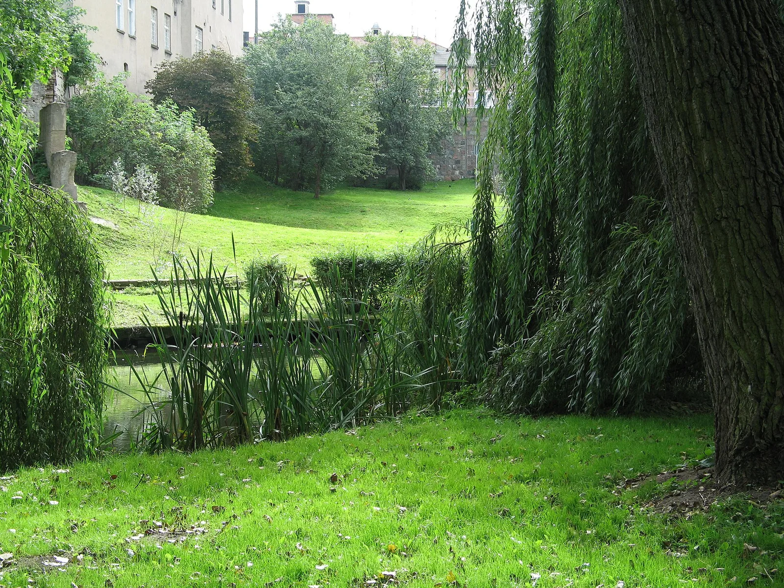 Park Miejski w Starogardzie Gdańskim. Widok na rzekę Wierzycę i piękną roślinność w jej pobliżu.