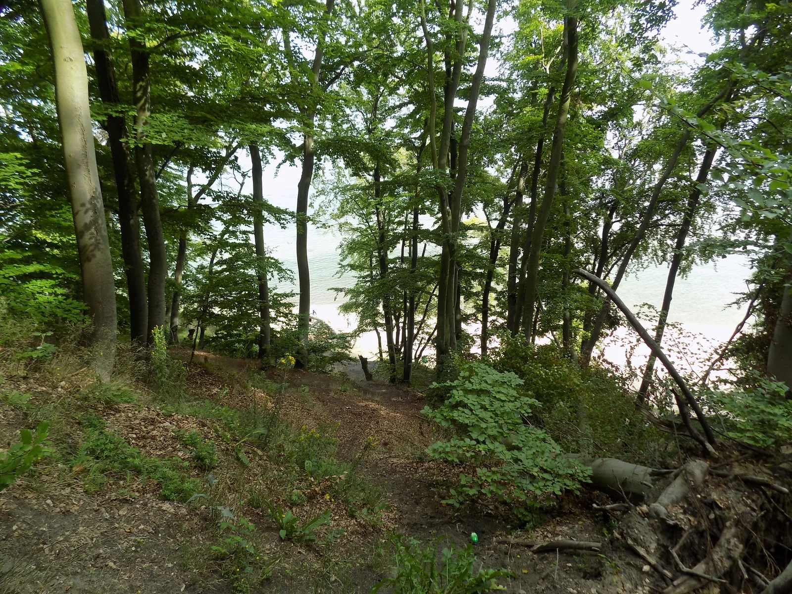 Rezerwat Przyrody Kępa Redłowska.