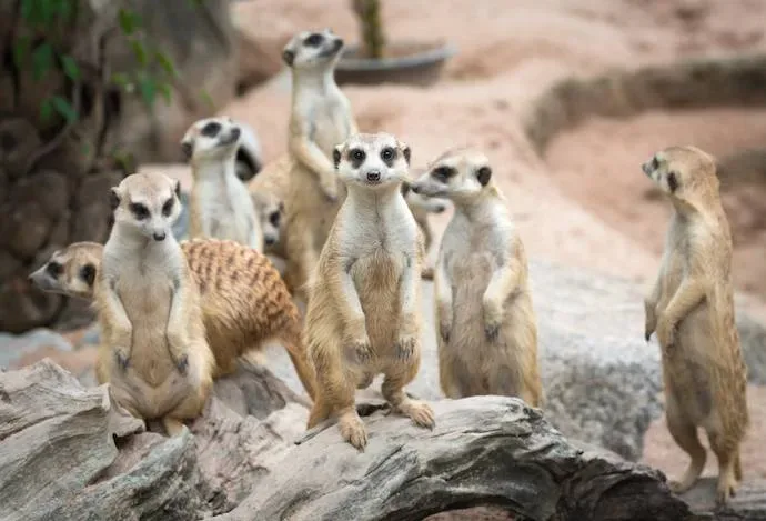 Lemur-Park Rumia
