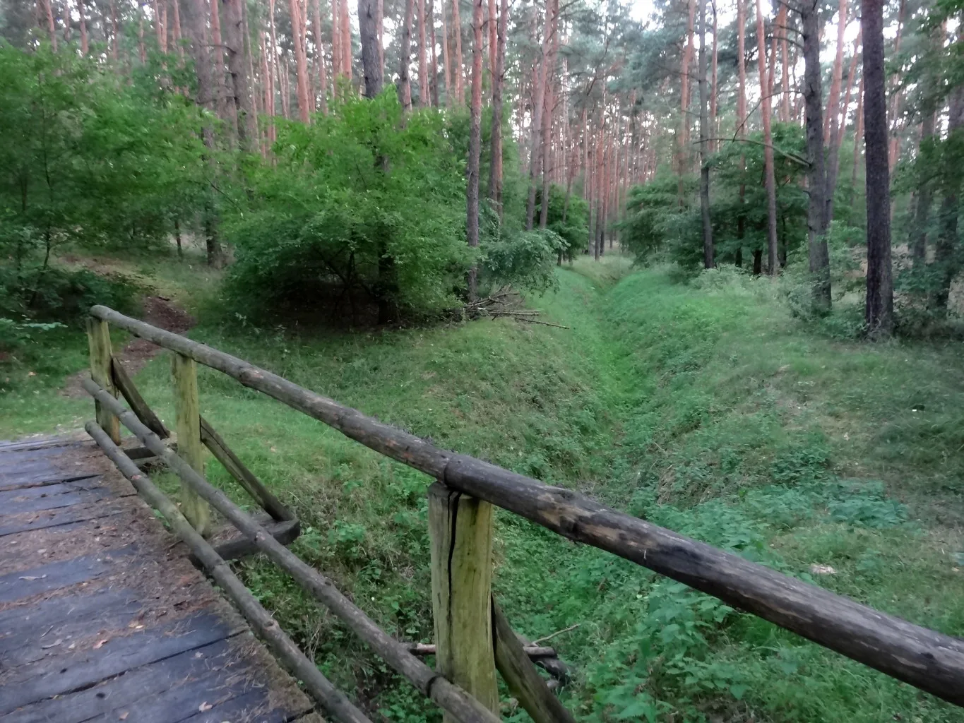 Leśna ścieżka dydaktyczna "Białe Błota" w nadleśnictwie Bydgoszcz, w Puszczy Bydgoskiej, koło miejscowości Białe Błota
