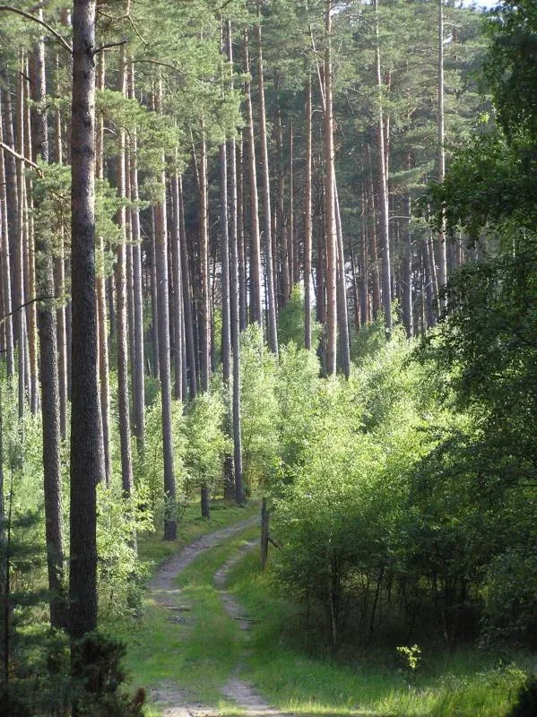 Ścieżka przyrodniczo-leśna „Nad Zamrzonką”
