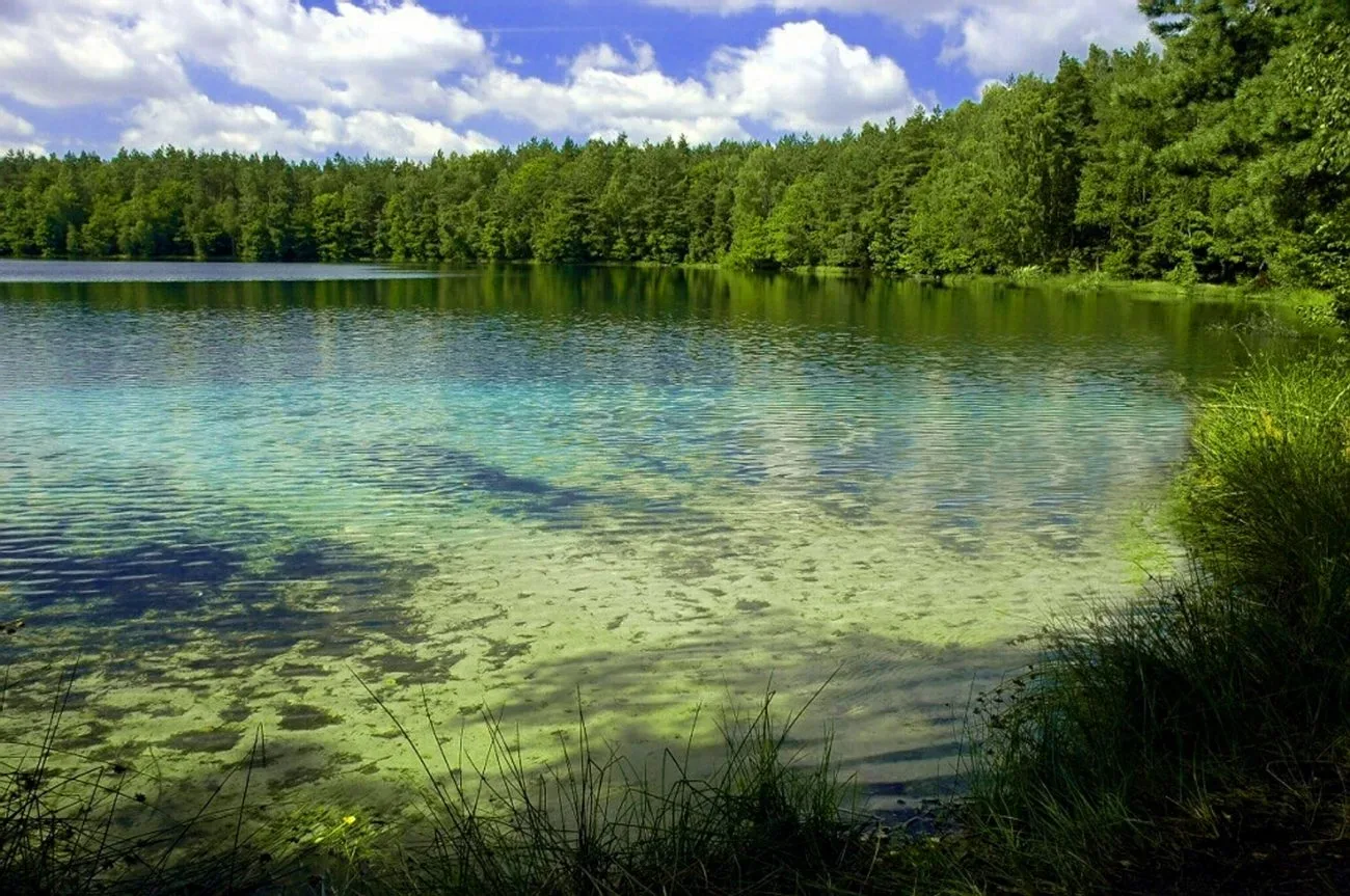 Rezerwat przyrody „Jasne"