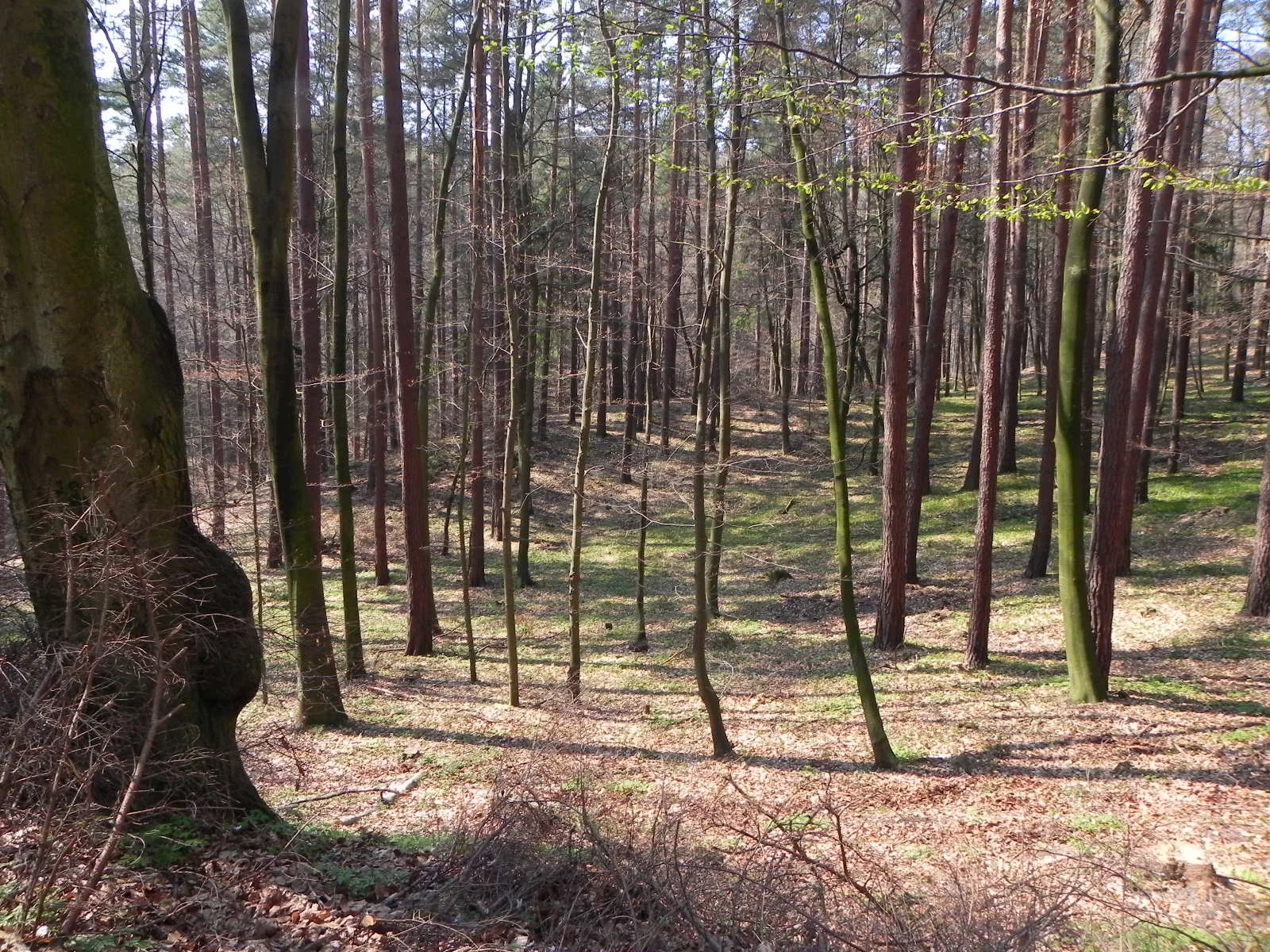 Sopot Górny - TPK między Małą Gwiazdą i Doliną Świemirowską
