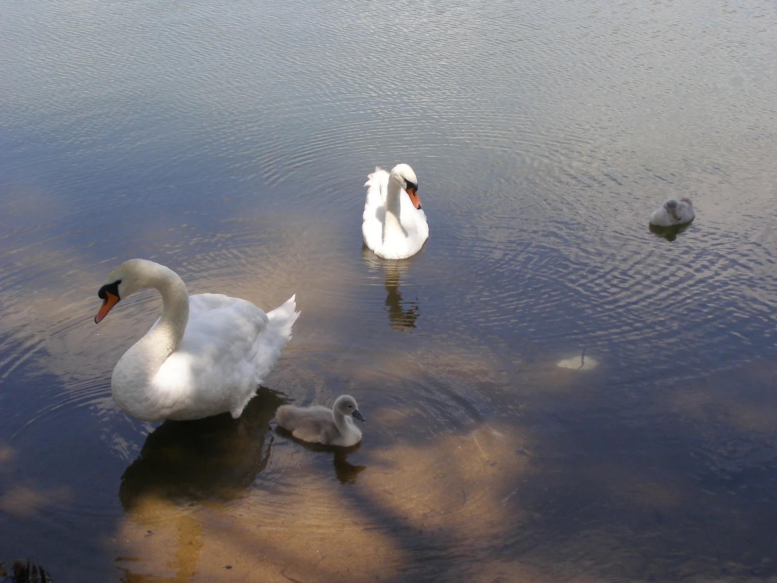 Chmielno - Mute Swans (Cygnus olor) on the Lake Białe