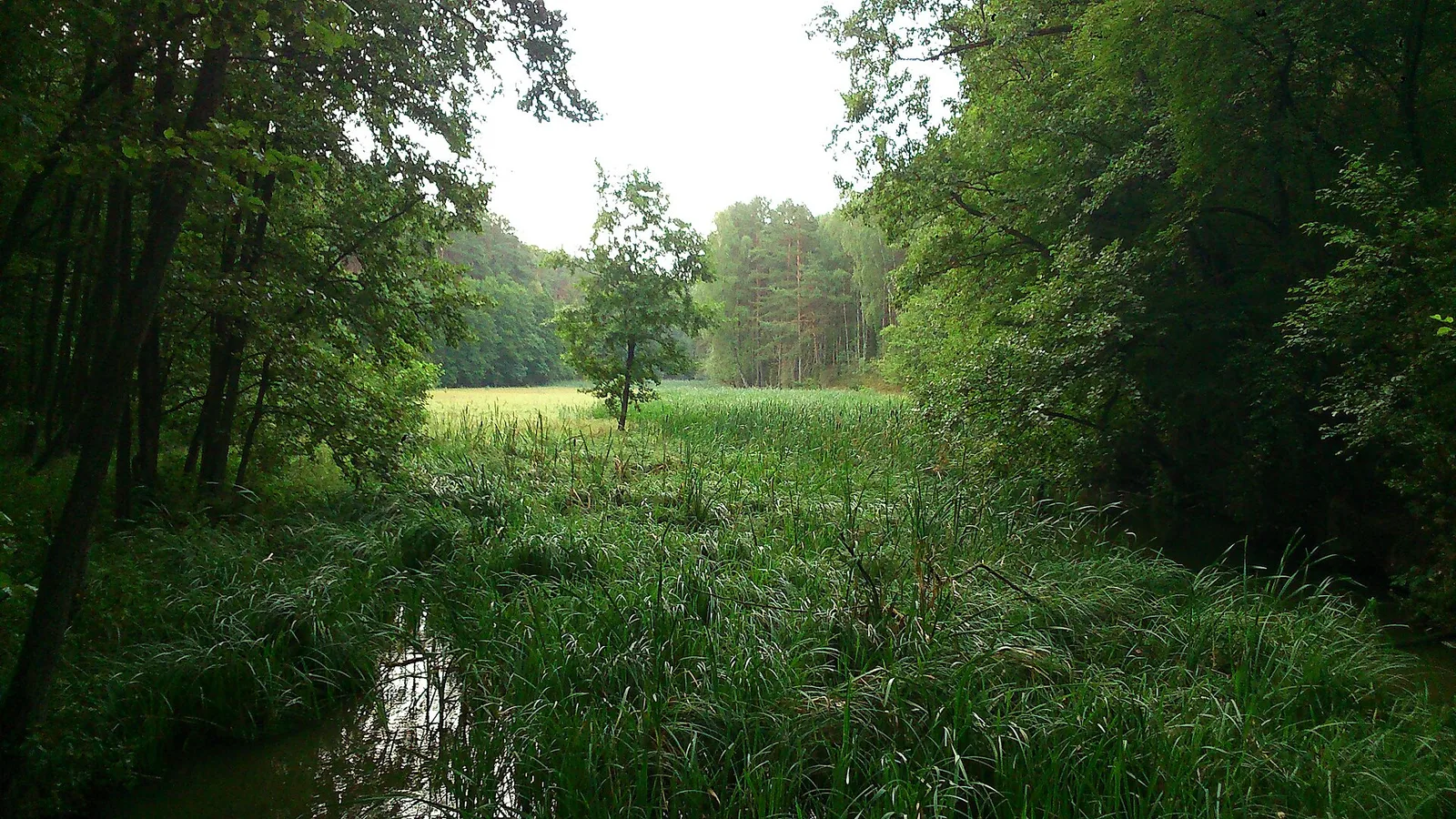 Gołąbek - village in Kuyavian-Pomeranian Voivodeship, Poland. Nature reserve "Bagna nad Stążką"