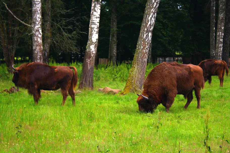 Białowieski National Park (Podlasie Voivodeship)
