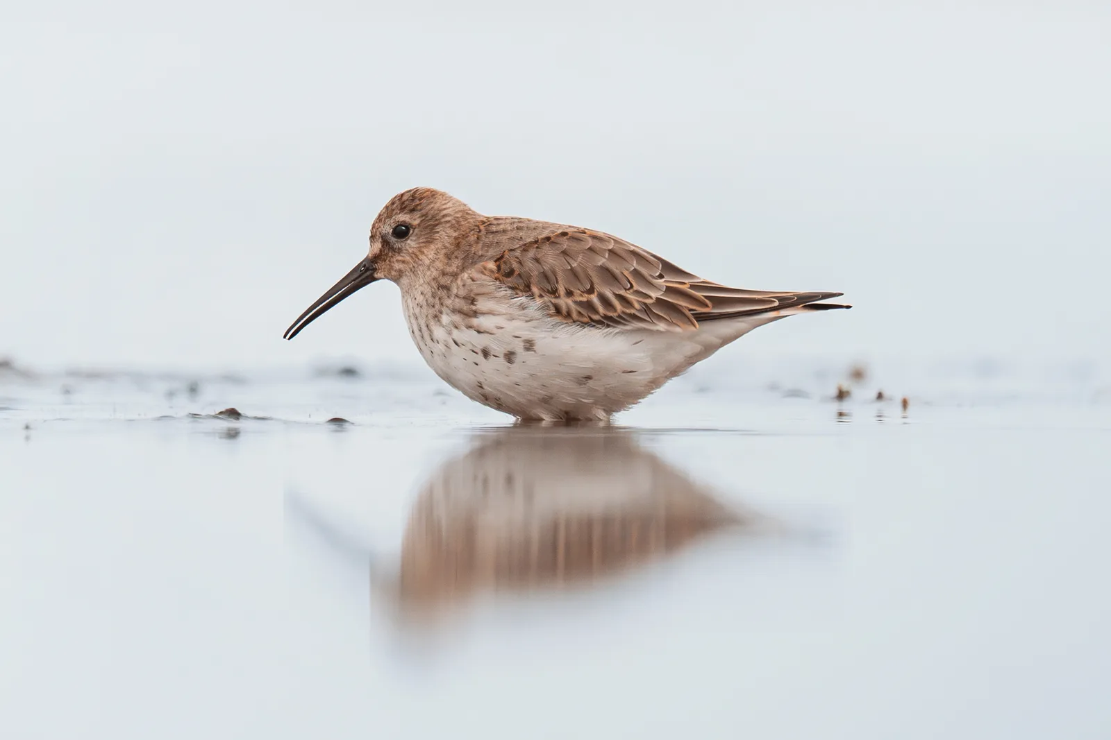 Dunlin (Calidris alpina) feeding in the Mewia Łacha Reserve, November 2024