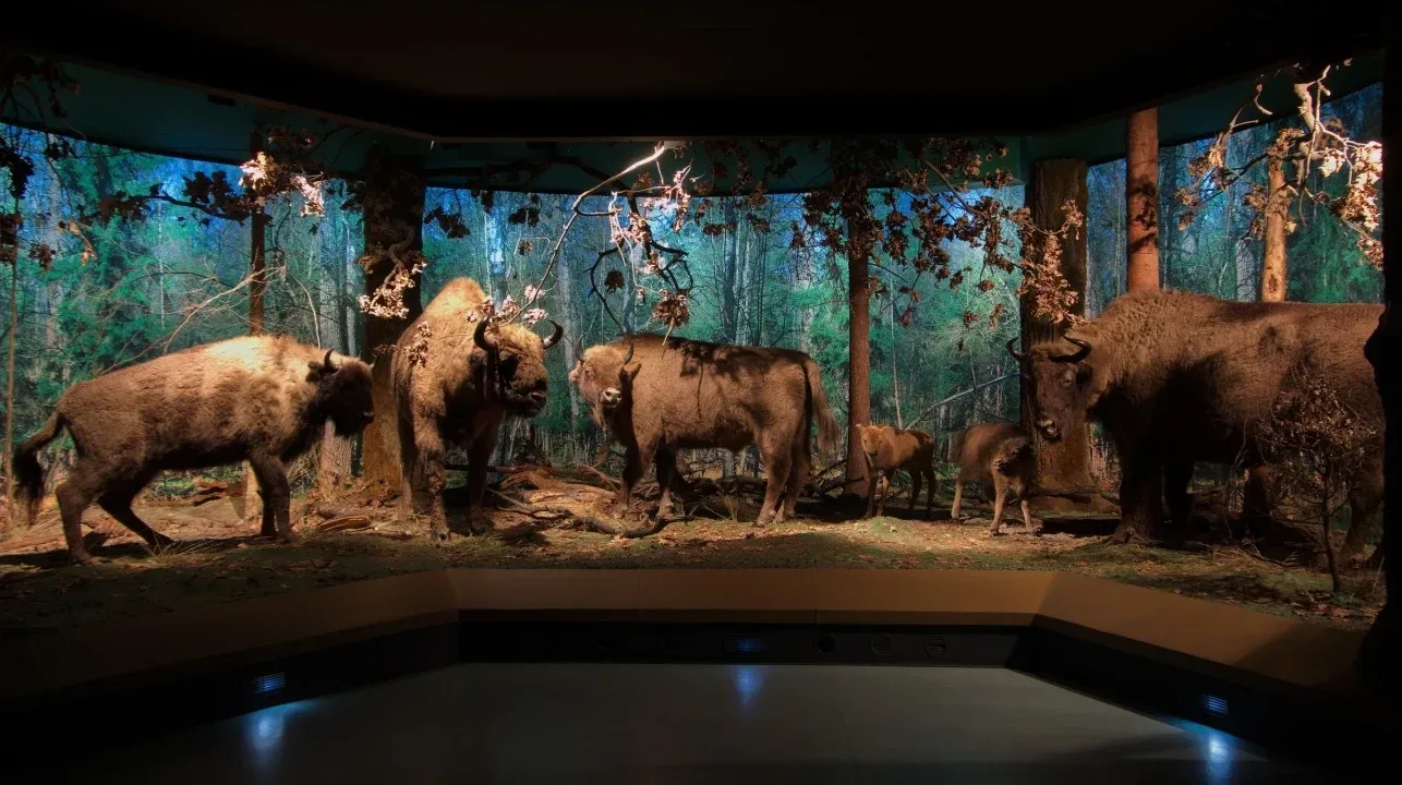 Muzeum Przyrodniczo-Leśne Białowieskiego Parku Narodowego - wnętrze