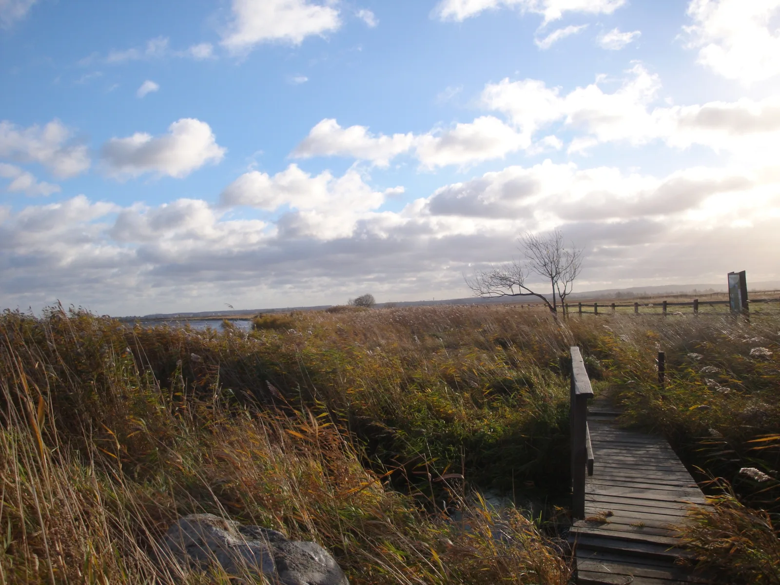 Nature Reserve "Beka" on shore of Bay of Puck, Poland