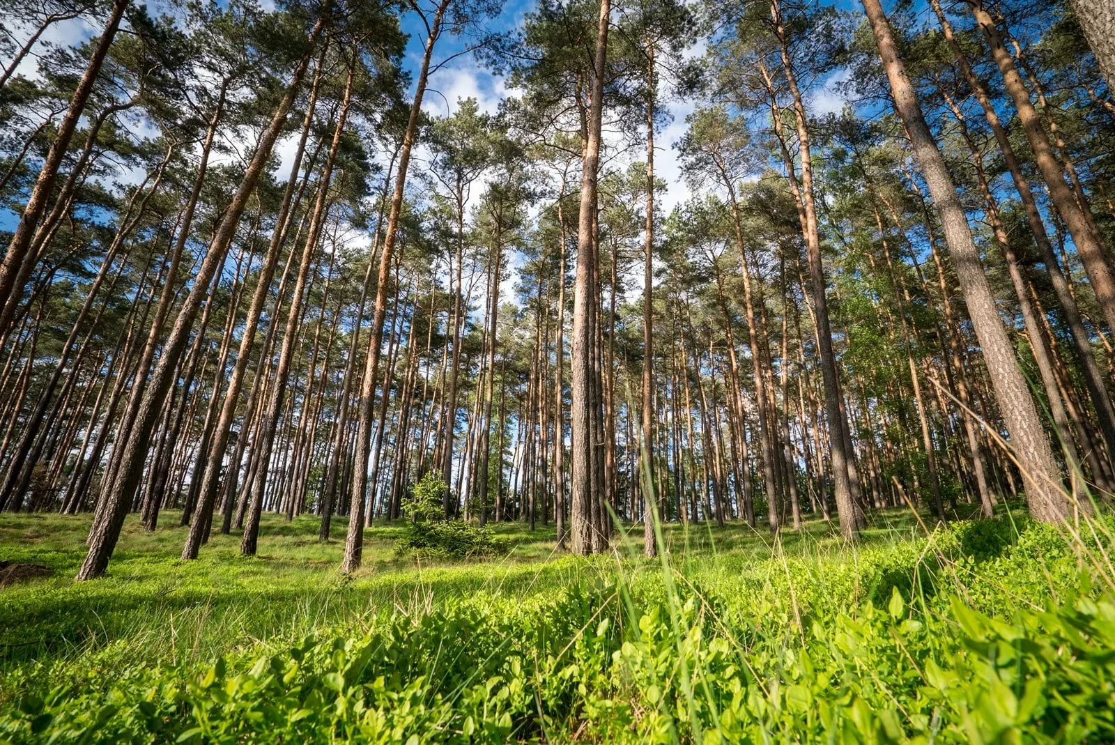 Ścieżka edukacyjna „Zielonowo” w leśnictwie Kowalewo