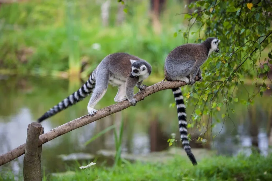 Ogród Zoologiczny Dolina Charlotty w Strzelinku