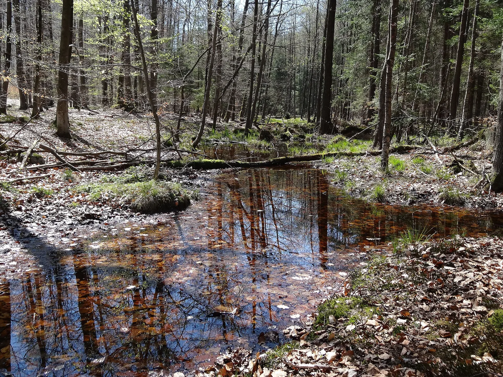 Elbląg, Park Krajobrazowy Wysoczyzny Elbląskiej