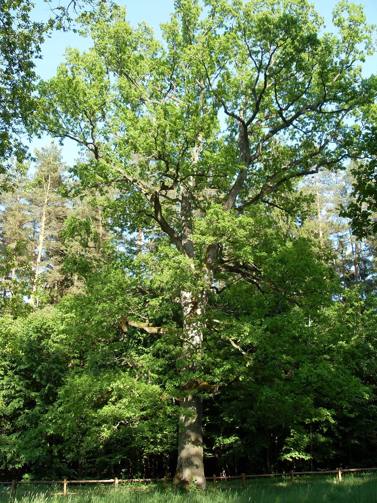 dąb Trojden oak w Uroczysku Stara Białowieża