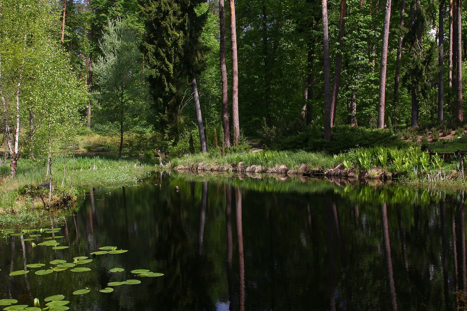 Oczko wodne. Leśne Arboretum Warmii i Mazur w Kudypach im. Polskiego Towarzystwa Leśnego.
