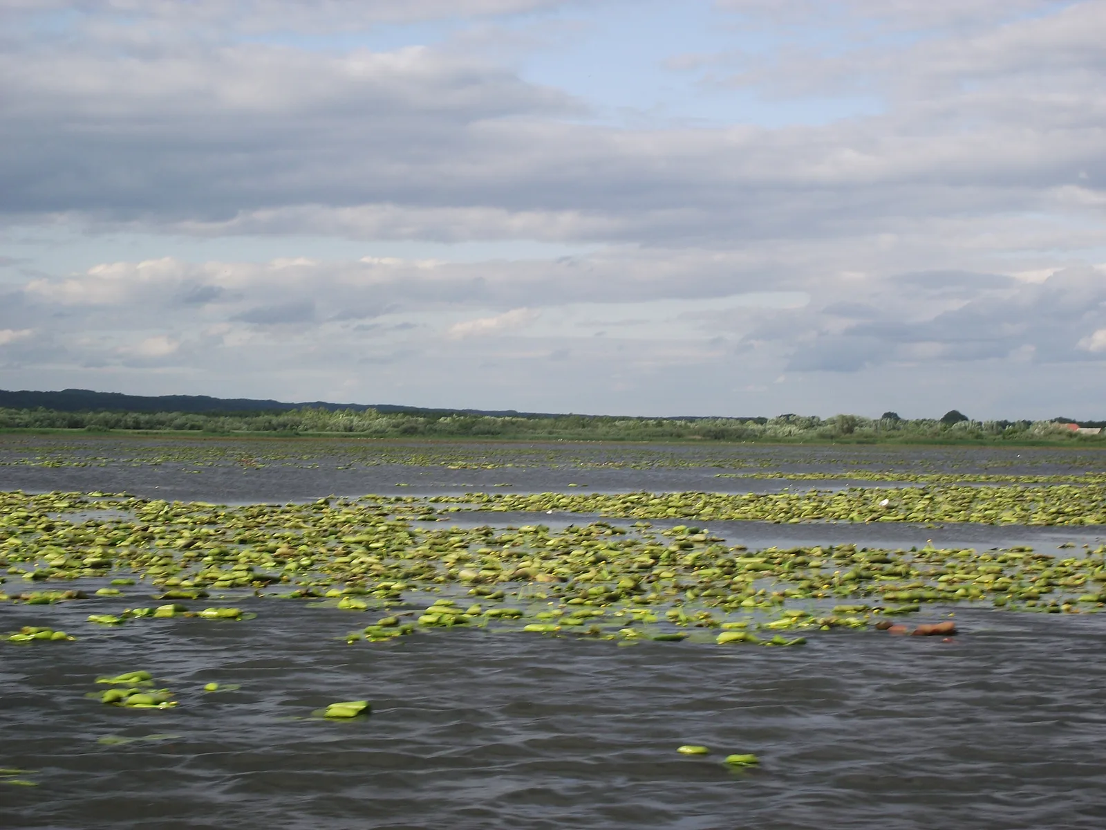 Jezioro Drużno